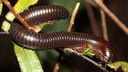 Seychelles giant millipede