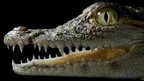 A juvenile nile crocodile