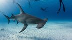 Hammerhead shark with divers