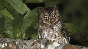 New owl species Otus jolande