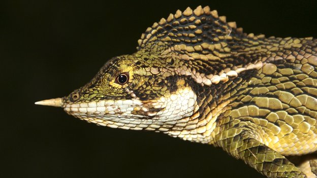 A horned agama lizard