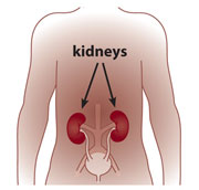 Graphic of a person with arrows pointing to the kidneys
