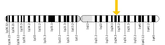 The NCF2 gene is located on the long (q) arm of chromosome 1 at position 25.