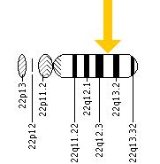 The NCF4 gene is located on the long (q) arm of chromosome 22 at position 13.1.