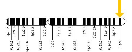 The PLG gene is located on the long (q) arm of chromosome 6 at position 26.