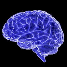 3d wireframe rendering of human brain.
