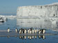 adelies penguins