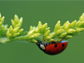 image of a ladybug