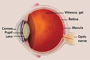 AMD WYSK anatomy image