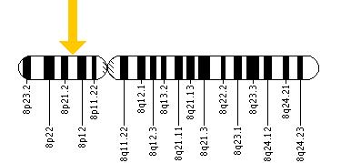 The SFTPC gene is located on the short (p) arm of chromosome 8 at position 21.
