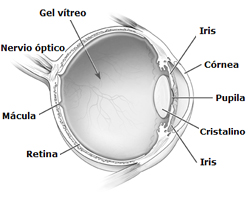 Diagram of the Eye.