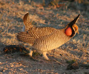 Lesser Prairied-Chicken
