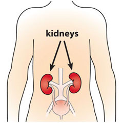 What the Kidneys Do