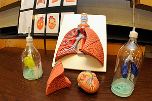 Three model of the human lung