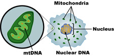 Image of Nuclear DNA and Mitochondrial DNA
