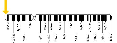 The UVSSA gene is located on the short (p) arm of chromosome 4 at position 16.3.