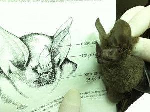 A bat captured in the Baguas Province of the Peruvian Amazon near the site of the most recent human rabies outbreak.