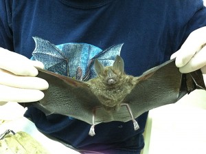 Amy Turmelle, a bat biologist with CDC’s rabies team, displays a bat captured in Peru.  The bats are captured using mist nets and samples are collected for rabies testing and pathogen discovery.