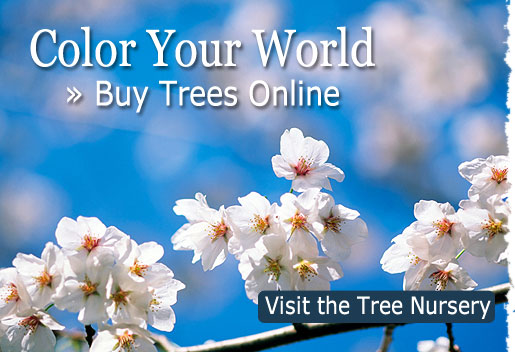Color Your World. Visit the Tree Nursery Today