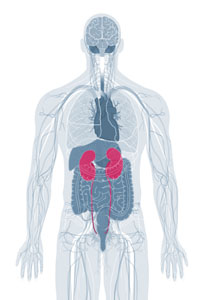 Renal System