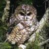 Northern Spotted Owl