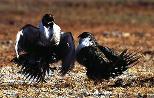 Sage-Grouse