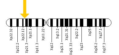 The PDHA1 gene is located on the short (p) arm of the X chromosome at position 22.1.