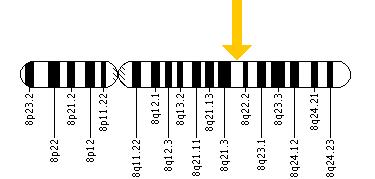 The PDP1 gene is located on the long (q) arm of chromosome 8 at position 22.1.