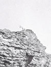 A goat on a mountain