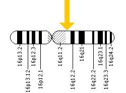 The CYLD gene is located on the long (q) arm of chromosome 16 at position 12.1.