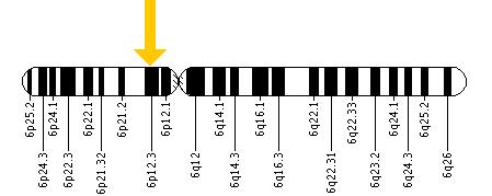 The EFHC1 gene is located on the short (p) arm of chromosome 6 at position 12.3.