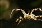 Argonne Lab researchers used the Advanced Photon Source to look at the structure of spider's dragline silk, which allows arachnids to swing from branches and dangle from window frames, the Spiderman equivalent of swinging from high buildings and dangling from Gotham’s towers. | Creative Commons photo by Flickr user <a href="http://www.flickr.com/photos/dumbo/">Djumbo</a>.