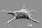 The first stage of the "zombie cell" only moderately heated, the cell is now pure silica and needed a gold coating for a scanning electron microscope to image it. | Photo courtesy of Sandia National Laboratories