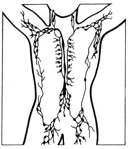 Map of the lymphatic system