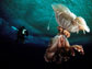 diver from Norbert Wu's Antarctic team and a medusa (Desmonema glaciale) beneath the ice