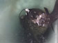 Photo of seal with fish in its mouth