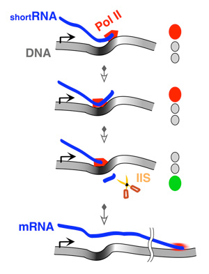 The kinky path: RNA polymerase II goes backwards during gene transcription.
