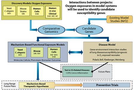 Diagram - Interactions between projects: Oxygen exposures in model systems that will be use to identify candidate susceptibility genes