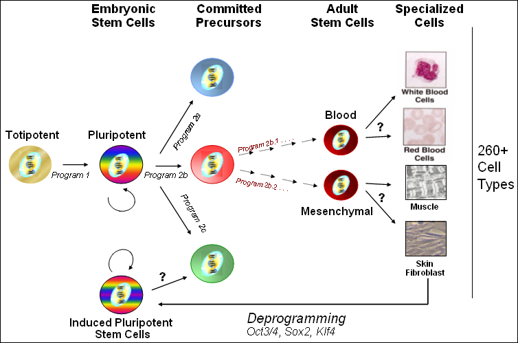 This diagram illustrates the range of stem cell potency, based upon the cells’ state of differentiation. The more potent a cell, the less differentiated it is. The least differentiated state, the fertilized egg, is considered totipotent. Embryonic stem cells are from a slightly later stage of development and are considered pluripotent. Still less potent are committed precursors, which are destined to assume a fate within a particular tissue type. The most differentiated cells are specialized cells, which have assumed only one fate from the more than 260 different types of specialized adult cells, such as white blood cells, red blood cells, muscle cells, or skin fibroblasts. The diagram also illustrates deprogramming of specialized cells using “stemness” genes (Oct3/4, Sox2, and Klf4) to take them back to a pluripotent state, known as induced pluripotent stem cells.
