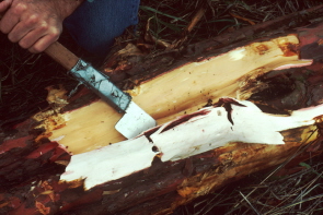 Taxol extraction from bark of Yew tree