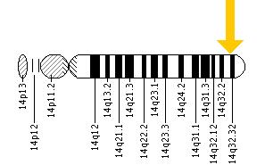 The AKT1 gene is located on the long (q) arm of chromosome 14 at position 32.32.