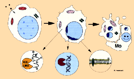 life cycle