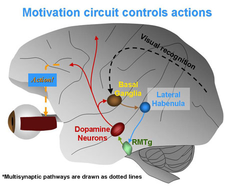 Hikosaka and Hong showed that when a subject sees a reward or punishment, a brain circuit is activated that energizes or slows eye movements. 