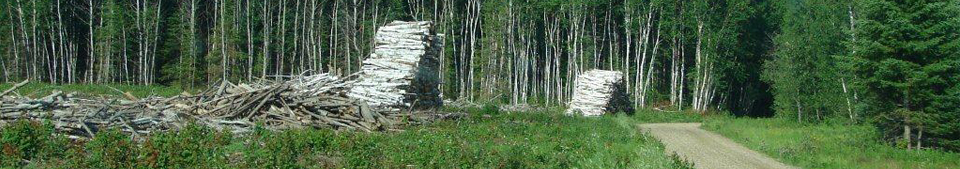 Birch Harvest, Red Lake Reservation, Red Lake, MN