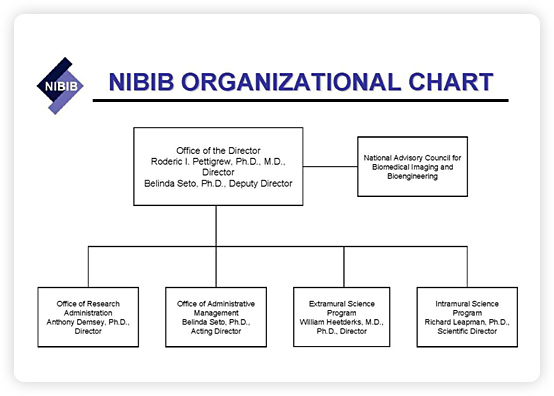 Organization chart for NIBIB. The chart shows 6 boxes, the Director box at the top with 4 beneath and 1 alongside. The Director of NIBIB is Dr. Roderic I. Pettigrew and the Deputy Directoris Dr. Belinda Seto. The direct reports to the Office of the Director are: Office of Research Administration – Dr. Anthony Demsey, Director; Office of Administrative Management – Dr. Belinda Seto, Acting Director; Extramural Science Program– Dr. William Heetderks, Director; and the Intramural Science Program –Dr. Richard Leapman, Scientific Director. The National Advisory Council for Biomedical Imaging and Bioengineering serves in Advisory capacity to the Institute Director.