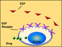 Drug targets on a cell