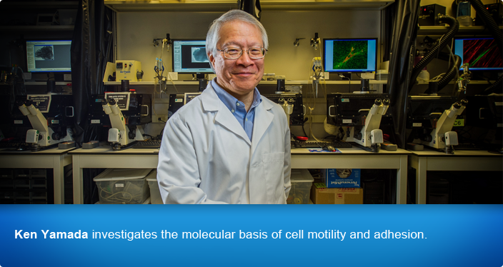 Ken Yamada investigates the molecular basis of cell motility and adhesion.