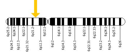 The POLR1C gene is located on the short (p) arm of chromosome 6 at position 21.1.