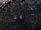 Photo of multiple bats in a cave in Trinidad.