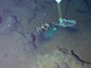 Photo of the submersible Alvin collecting samples from The Deep.